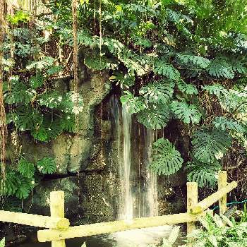 モンステラ,ポカポカ陽気,ゴールデンウィークのお出かけ先,南国リゾート風,ありがとう♡の画像