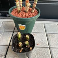 アグラオネマ,観葉植物,植え替え,観葉植物のある暮らしの画像