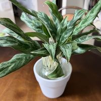アグラオネマ,観葉植物,植え替え,観葉植物のある暮らしの画像