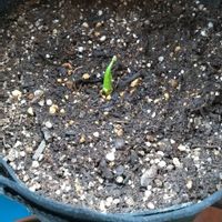 里芋,自然暮らし,自然暮らしモニター,コンポスト,米の研ぎ汁の画像