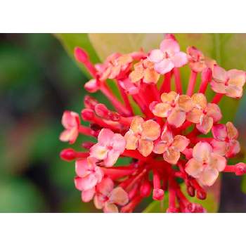 薔薇,クレマチス,ジギタリス,ピンクアナベル,デルフィニウムの画像