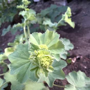 薔薇,クレマチス,ジギタリス,ピンクアナベル,デルフィニウムの画像