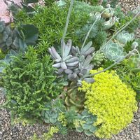 梅雨入り,多肉植物,多肉植物寄せ植えの画像
