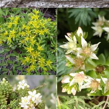 多肉のお花,セダム 属,姫笹,ウインクレリー,グリーンペットの画像