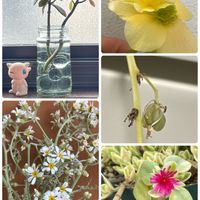 胡蝶の舞,オリヅルラン,シルバーレース,ベビーサンローズ(斑入り),エラチオールベコニア コスモノアの画像