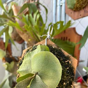 P.veitchii Auburn river × P.willinckii yellow moon, コウモリラン ,ビカクシダのある暮らし, ビカクシダ,ビザール・プランツの画像