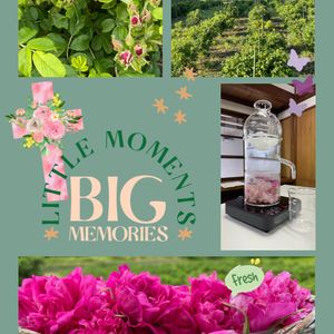 エディブルフラワー,食香バラ 豊華,ナチュラルガーデン,いい香り,ピンクのお花の画像
