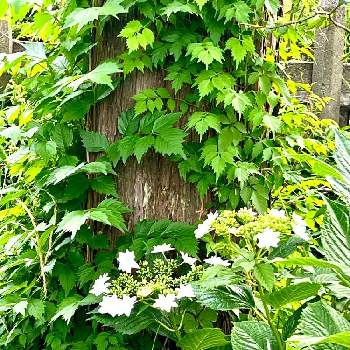 母と子の森,玉藻の池,新宿御苑の画像