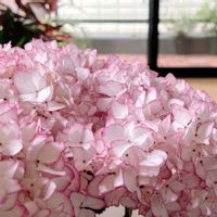 紫陽花 未来,紫陽花,お花,観葉植物,部屋の画像