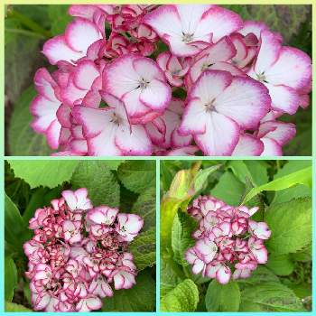 紫陽花　ジャパーニュ　ミカコ,あじさいフォトコンテスト2023,畑の画像