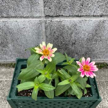 サフィニア♪,成長記録の画像