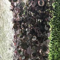 ウスネオイデス,ピーチネックレス,ハートカズラ,多肉植物,ハートカズラ。の画像