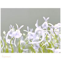 Utricularia sandersonii,ウトリクラリア・サンダーソニー,ウサギゴケ,花芽,食虫植物 ミミカキグサの画像