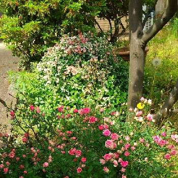 ミニ薔薇,母の日のプレゼント,移植,広い庭の画像