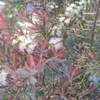 メラレウカ,花散歩,幸せな時間,いつもの公園1️⃣,お出かけ先の画像
