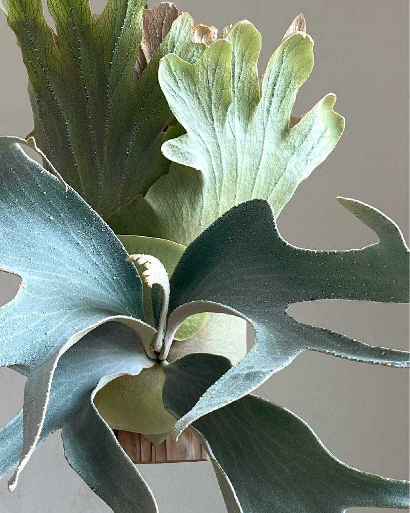 P. 'OMO' 成長記録 2023.12.12｜🍀GreenSnap（グリーンスナップ）