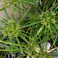 シュロガヤツリ,ユーフォルビア グランディコルニス,多年草,鑑賞植物,小さな庭の画像