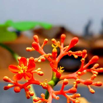 ヤトロファ・ポタグリカ,多肉植物,開花,観葉植物,自然の画像