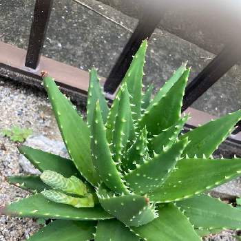 カラテア・ルフィバルバ,カラテア,我が家の観葉植物の画像