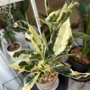 カラテア・ルフィバルバ,カラテア,我が家の観葉植物の画像