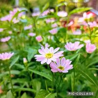 ミヤコワスレ,小さな庭の画像