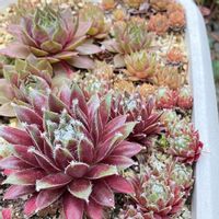 多肉植物,センペルンルン月間,多肉大好き,センペルンルン木曜日,葉っぱのある暮らしの画像