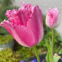 チューリップ,花の季節,北海道から,癒されて,花いろいろの画像