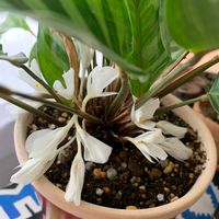 フレディ,お花,部屋の画像