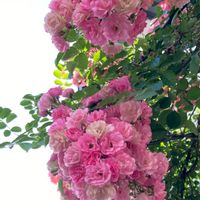 癒やし,バラのブーケ,ばら バラ 薔薇,わたしの楽しみ,小さな庭の画像