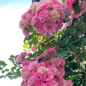 癒やし,バラのブーケ,ばら バラ 薔薇,わたしの楽しみ,小さな庭の画像