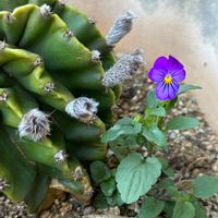 ビオラ,短毛丸,多肉植物,お花大好き♡,多肉大好きの画像