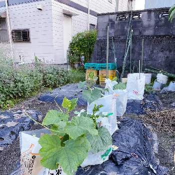 キュウリ,今日の一枚,日常の風景,小さな畑,何気ない日常の画像