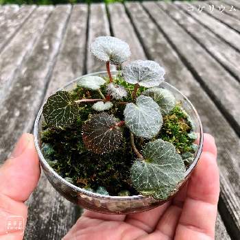苔 (コケ),ゆるっと苔愛好会,干支と植物,コケリウム,苔テラリウムの画像