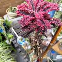 不死鳥錦,不死鳥,多肉植物,みどりのある暮らし,バルコニー/ベランダの画像