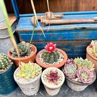 クリステイタス,緋花玉,多肉中毒,多肉植物,サボテン☆の画像