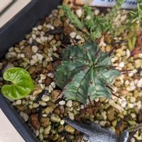 多肉植物,NO GREEN  NO LIFE,お気に入り♡,スクスク成長中,植物中毒の画像