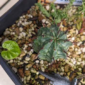 多肉植物,NO GREEN  NO LIFE,お気に入り♡,スクスク成長中,植物中毒の画像