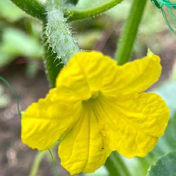 キュウリ,野菜の花,嬉しい,我が家の畑,２０２０年５月同期の画像