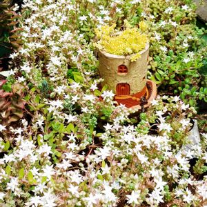 ミルキーウェイ,多肉植物,陶芸,セダムのお花,テラコッタ鉢の画像