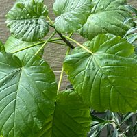 ウンベラータ,ドラセナ,観葉植物, ウンベラータ,木酢液の画像