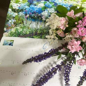 庭の花,つるバラ,サルビアネモローサ♡,カレンダー,花のある暮らしの画像