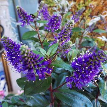 葉っぱ,咲いた！,青紫の花,玄関の画像