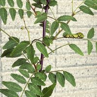山椒,庭の生き物,野菜と果物の話,バルコニー/ベランダの画像
