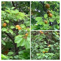 アンズの画像