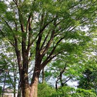 ケヤキ,#区立赤塚植物園,木曜日の木々たち,2020年6月同期NO.001,Juneの会の画像