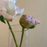シャクヤク,花束 ブーケ,花のある生活,お顔がこんにちは,花瓶の画像