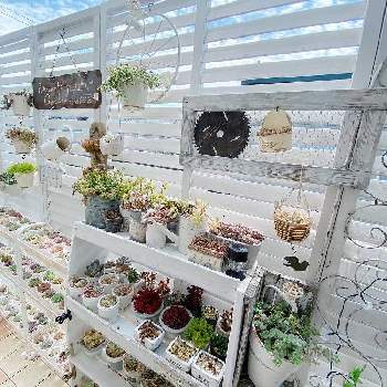セダム,多肉植物寄せ植え,小さな小さな庭,succulentの画像