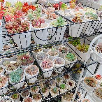 セダム,多肉植物寄せ植え,小さな小さな庭,succulentの画像