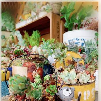 セダム,多肉植物寄せ植え,小さな小さな庭,succulentの画像