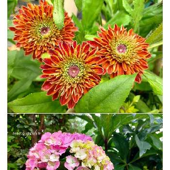 ピンク❤︎ピンク,紫陽花 アジサイ あじさい,ルドベキア　キャラメルミックス,花のある暮らし,かわいいな♡の画像